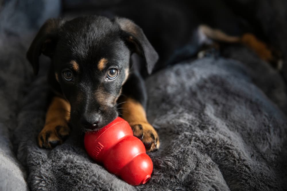 what can puppies chew on while teething