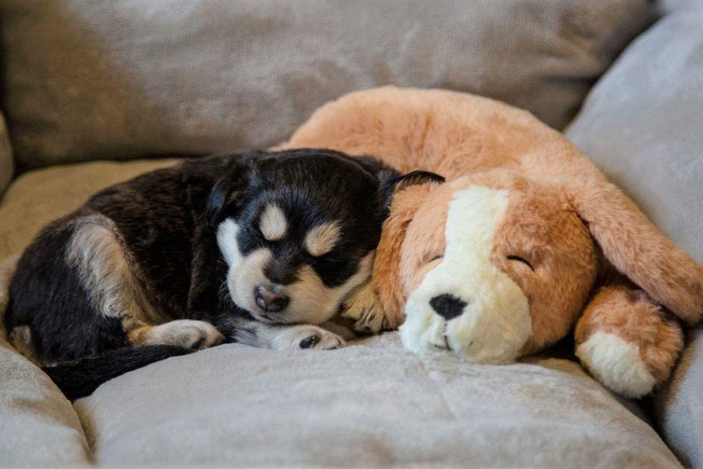 Puppy Heartbeat Toy: Why Your Dog May Need One
