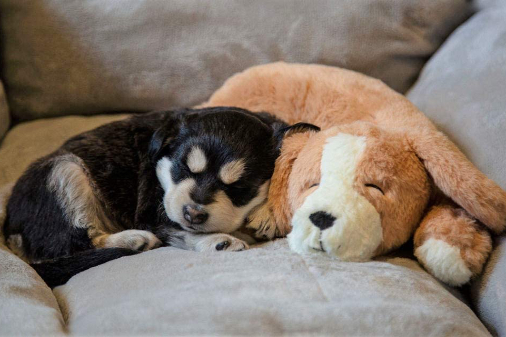 The 6 Best Dog Heartbeat Toys to Help Calm Anxious Pups