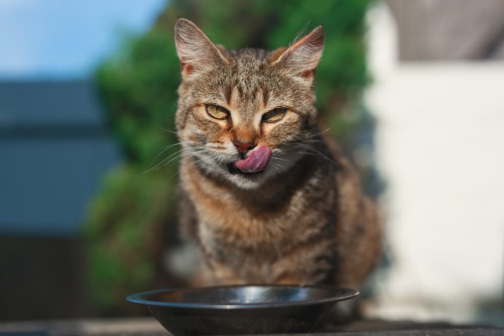 Cat licking their lips