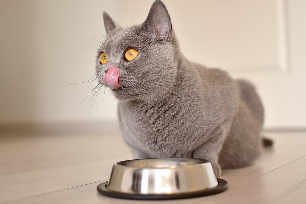 Cat happily eating empty food bowl