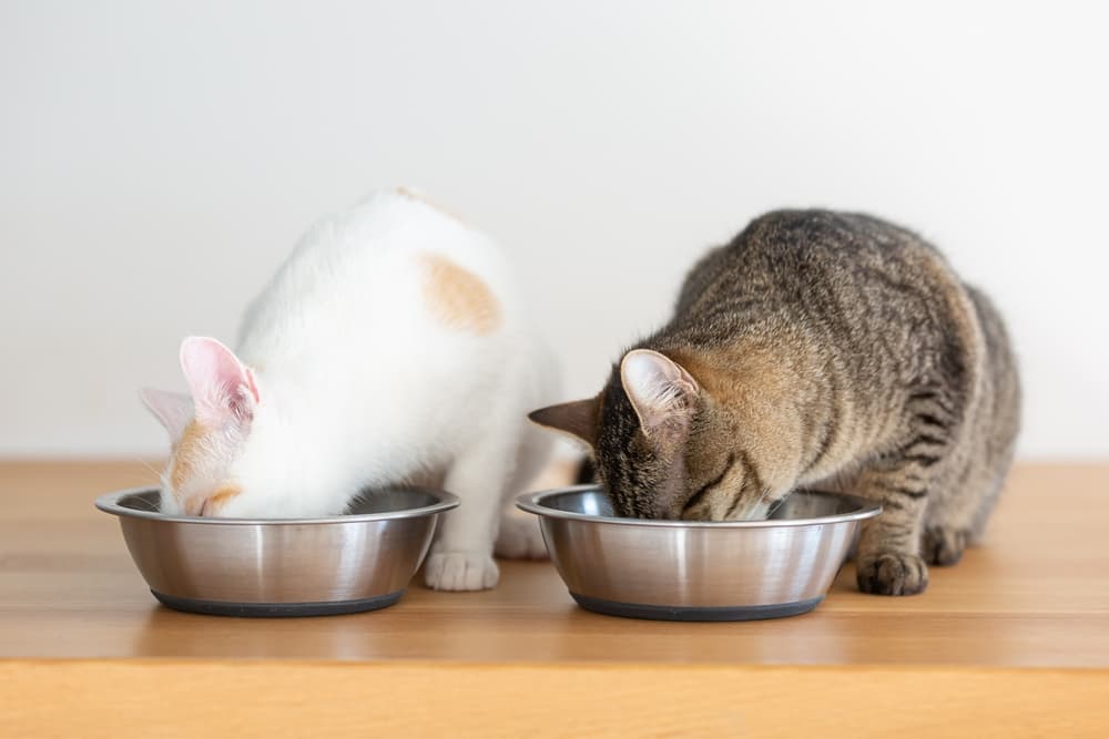 Two cats eating raw cat food from a bowl