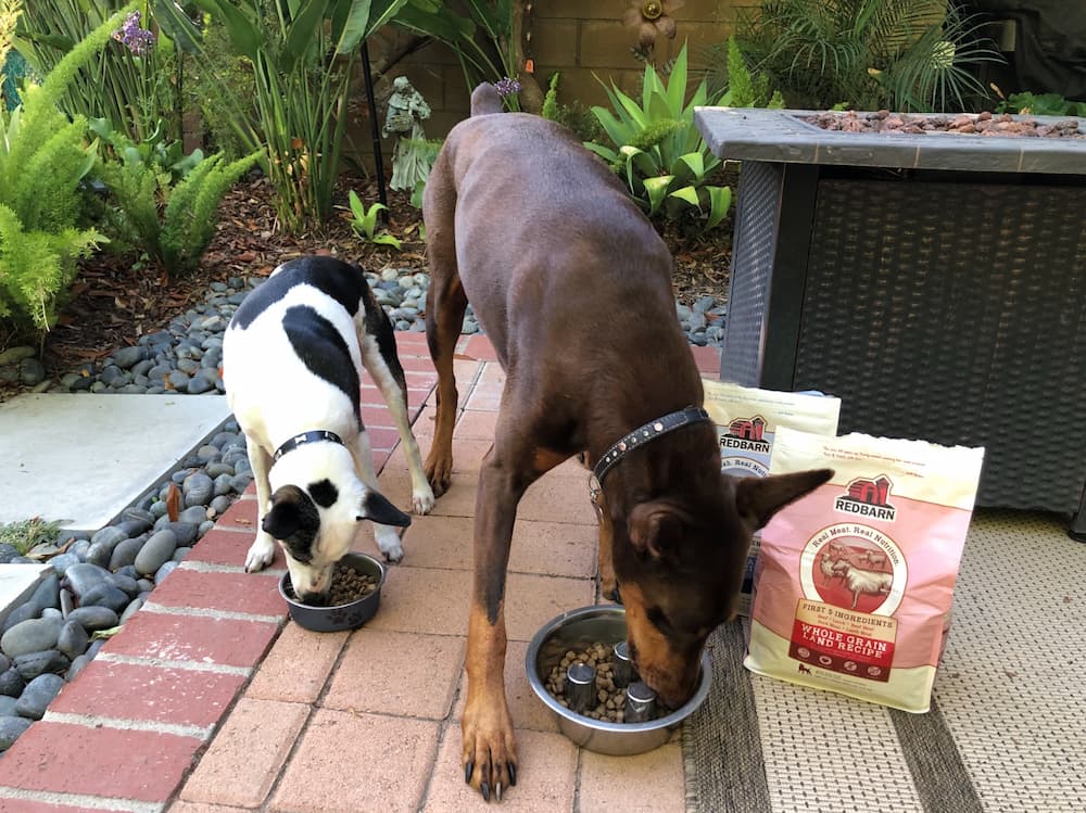Dogs at home testing the redbarn dog food