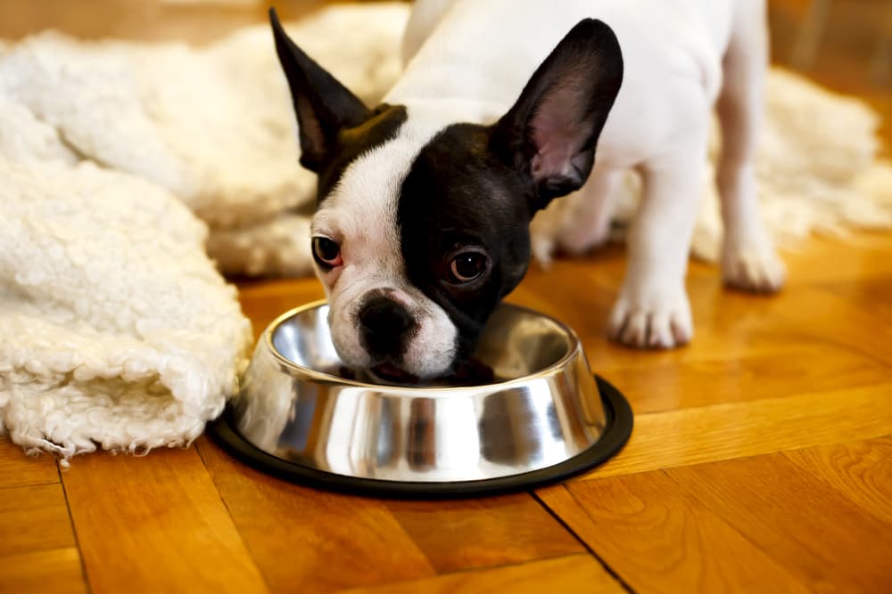 Dog eating from dog food bowl
