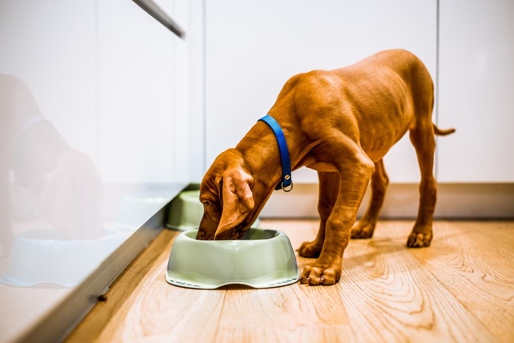 Dog eating food from bowl