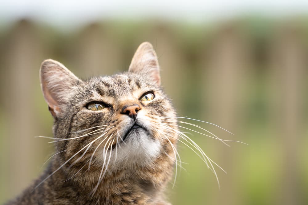 Cat looking up to the sky