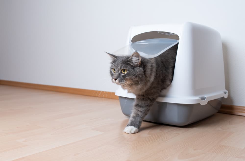 Cat coming out of the litter box