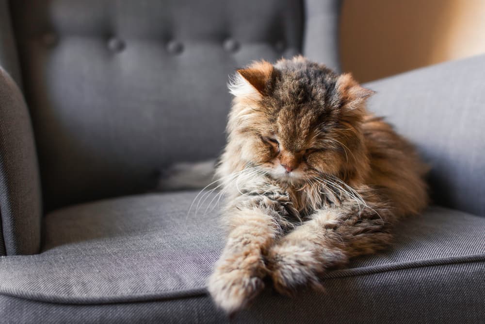 Sweet cat laying on the chair