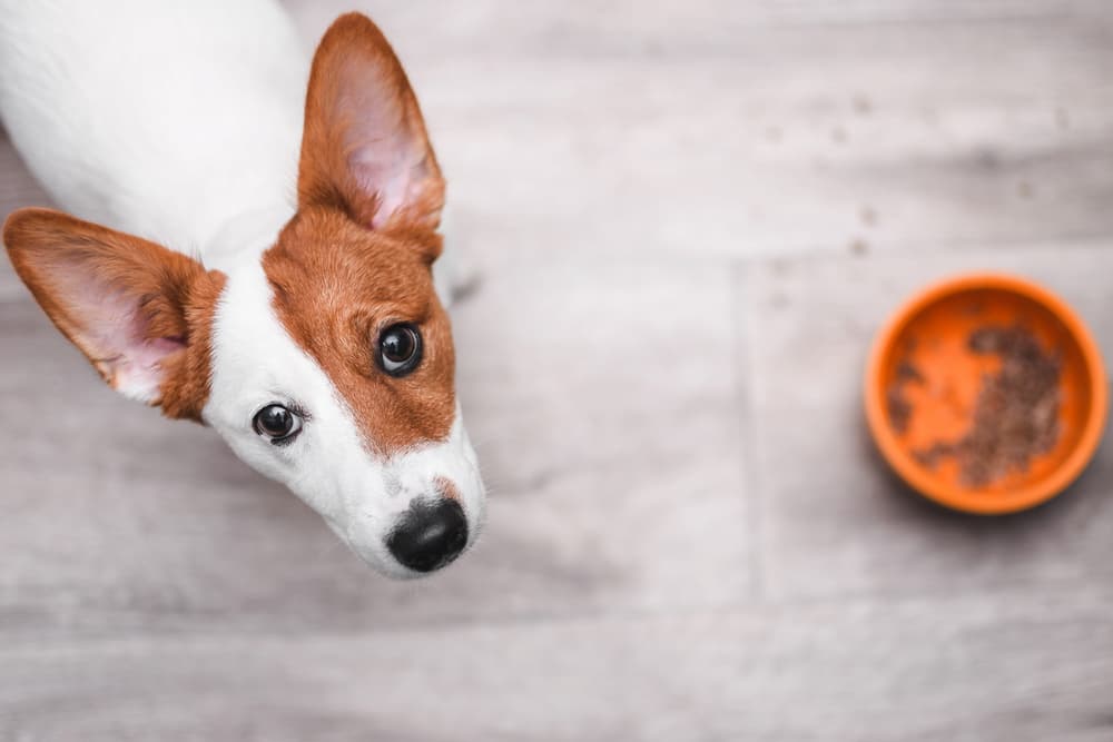 10 Best Sensitive Stomach Dog Foods to Try