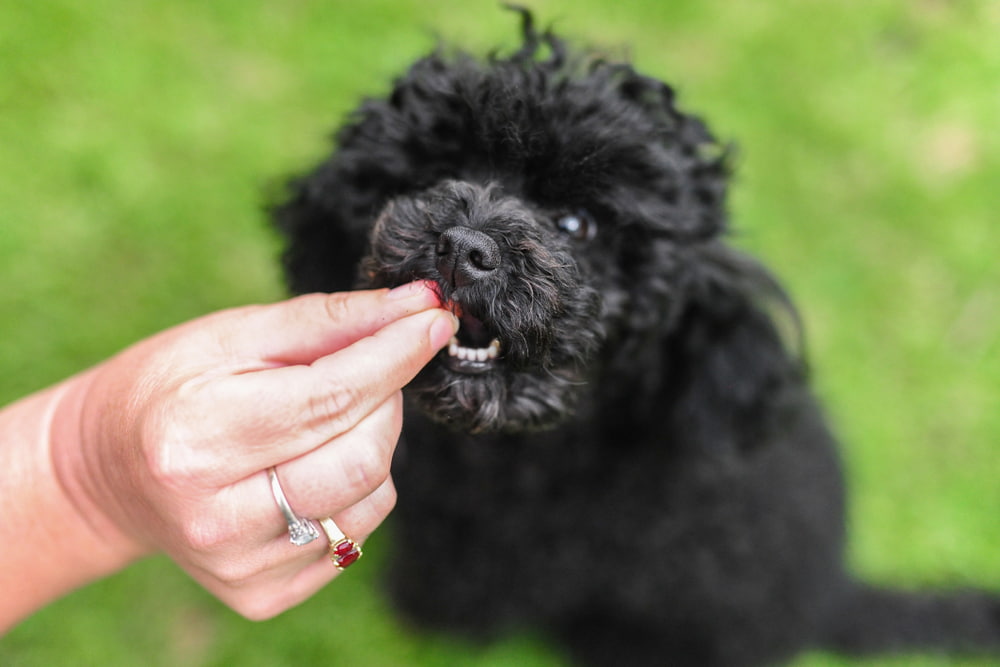 7 Best CBD Dog Treats