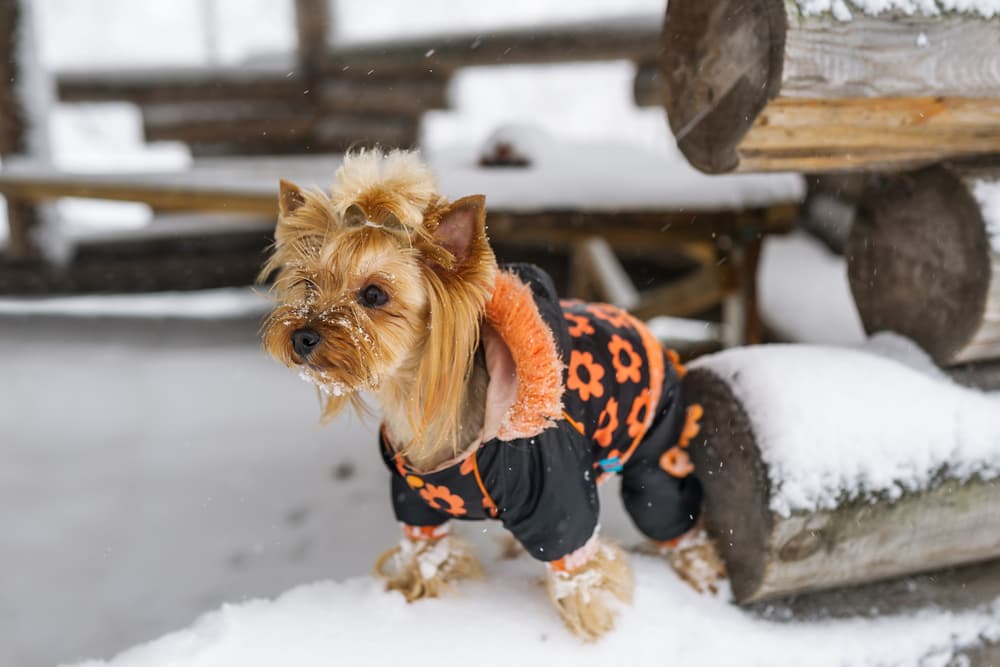 6 Dog Snowsuit Picks for Cold-Weather Fun