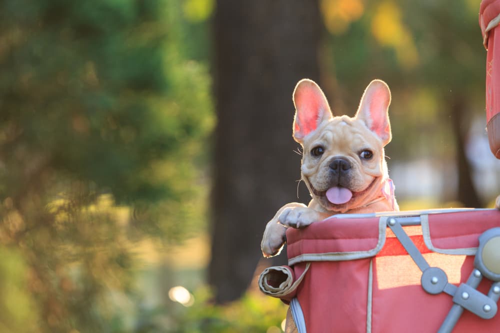 Dog sitting in a dog stroller on a walk