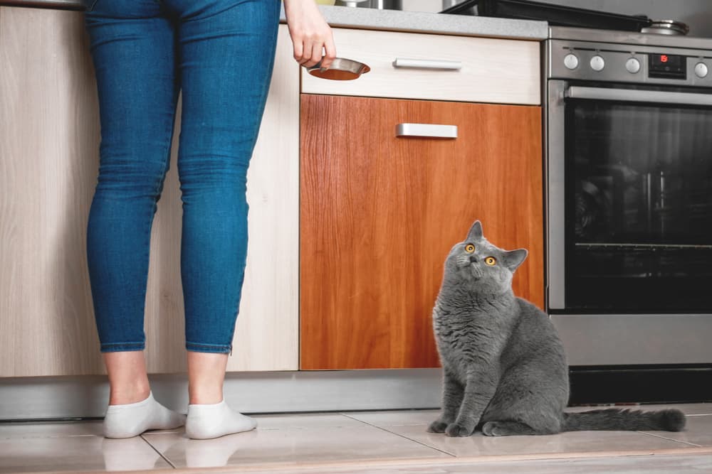 Cat looking up to owner in kitchen
