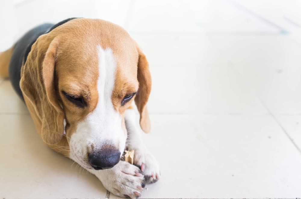 Beagle chewing on dental bone