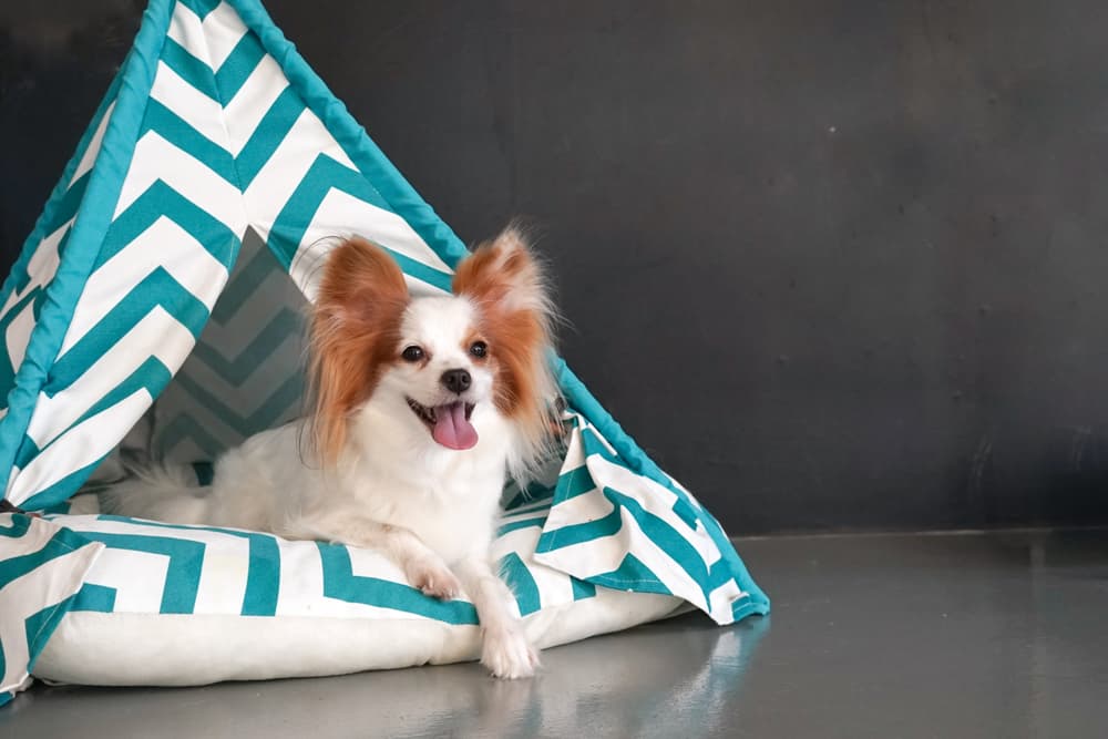 Dog in a teepee bed