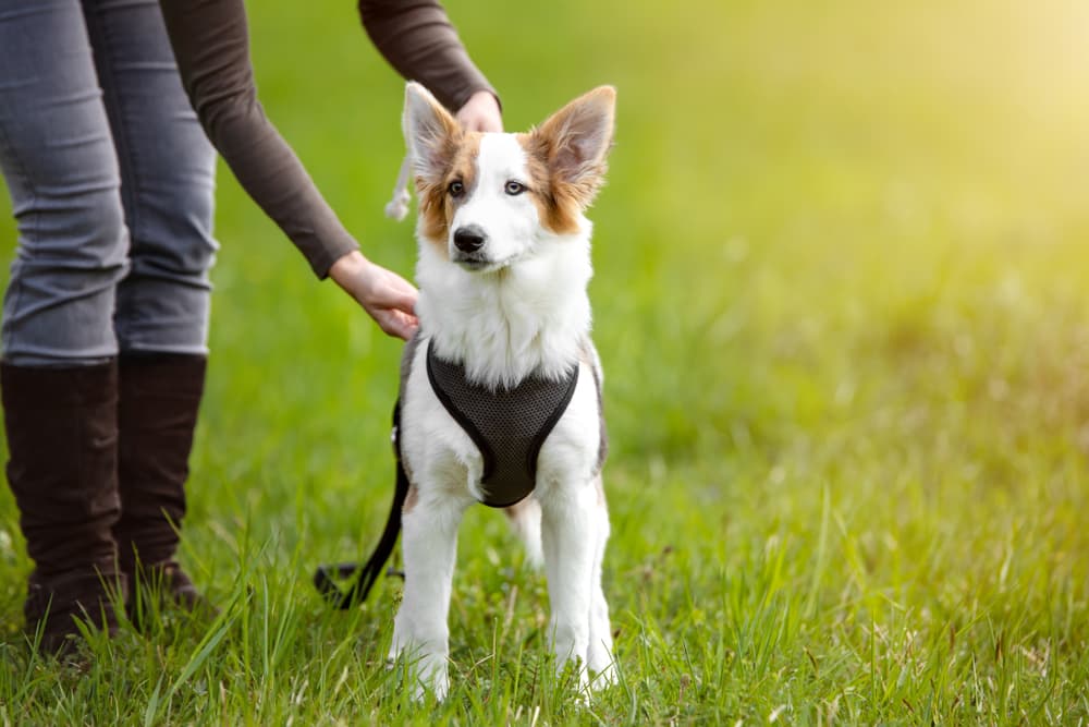 Woman putting harness on dog