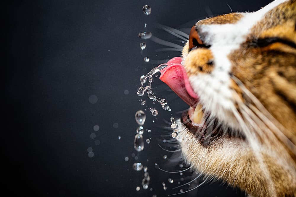 Cat drinking water close up water droplets zoomed in