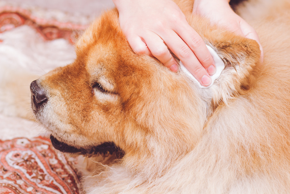 Best dog ear cleaners of 2023