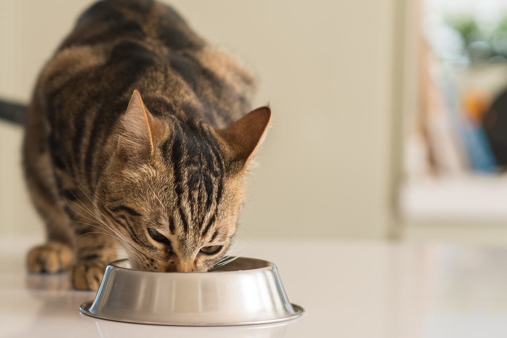 Best Cat Bowls: 6 Options for Every Need