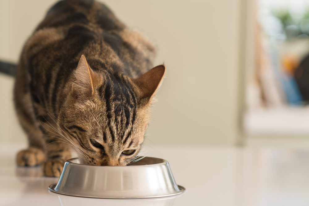 The 9 Best Elevated Cat Bowls for Easy Eating