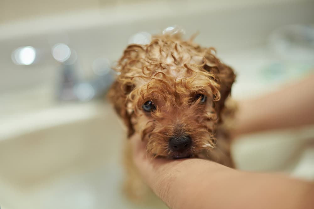 Puppy being shampooed
