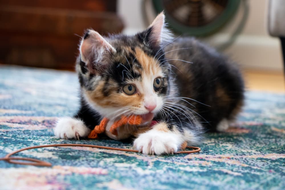 11 Best Cat Toys on Amazon