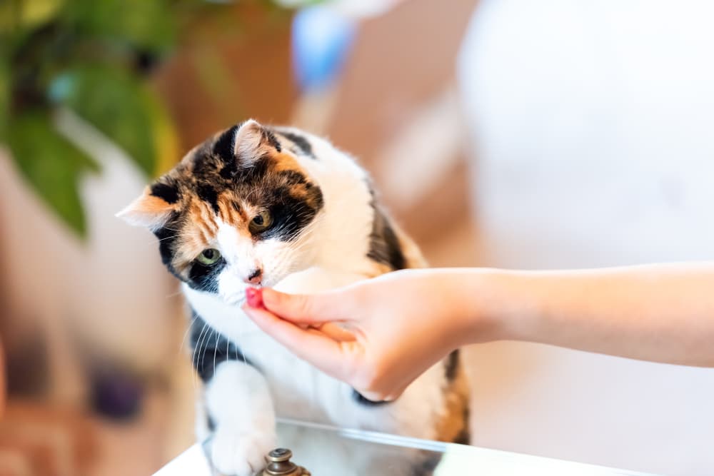 Cat taking a CBD pet treat