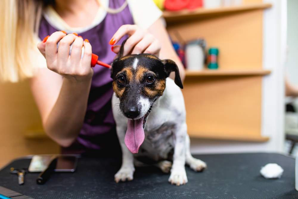 woman using liquid dog ear cleaner