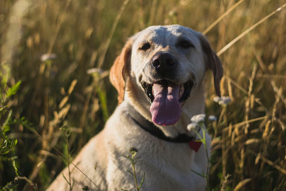 Hemp for Dogs: Putting HempMy Pet to the Test