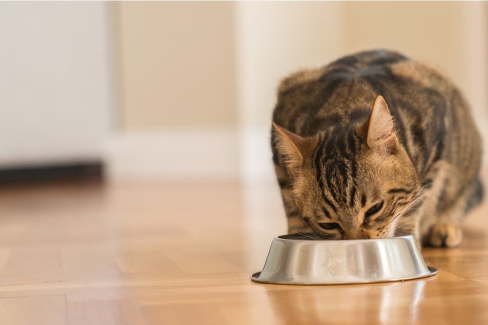 7 High-Calorie Cat Foods for Putting on the Pounds