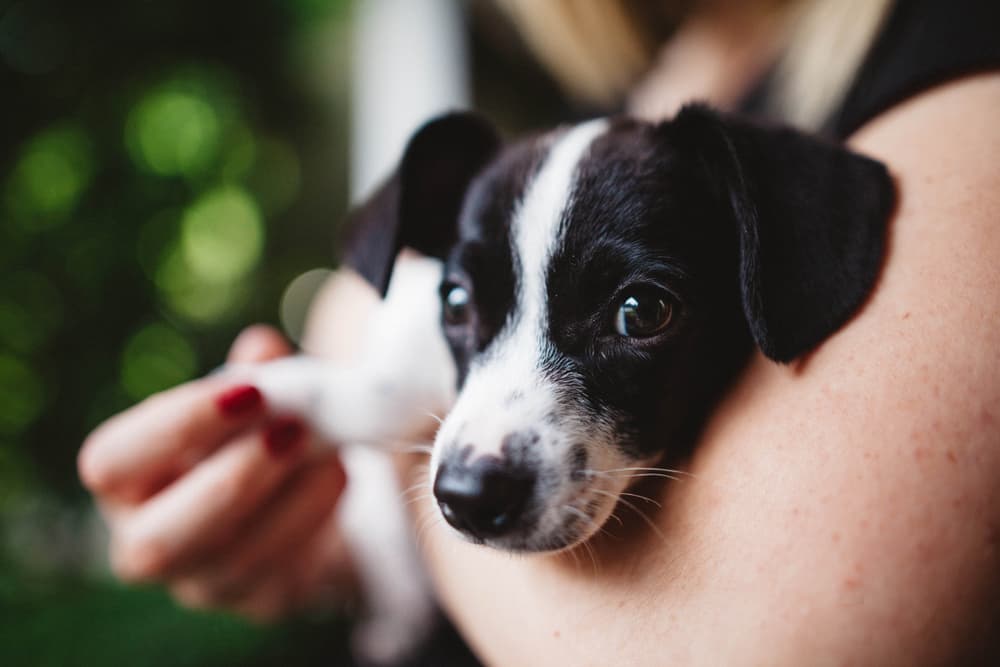 Dog being held while owner holds her puppy's paws