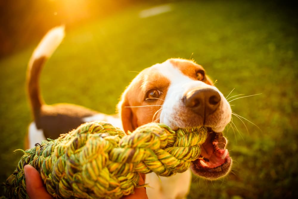 Happy dog playing with a tug toy in the sun when it's beautiful day