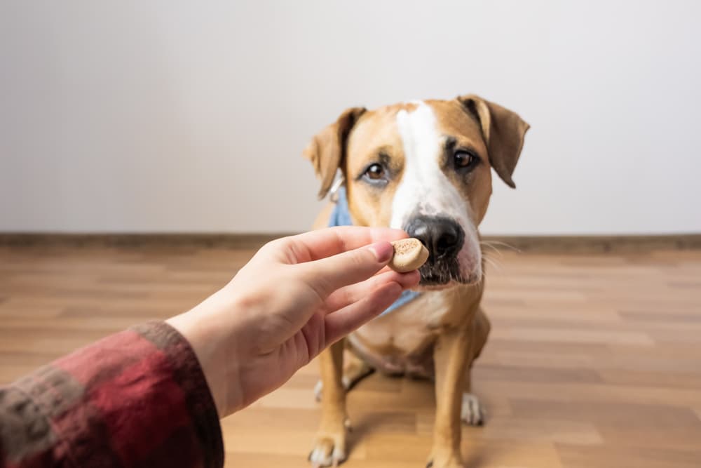 Dog taking a CBD treat from owner