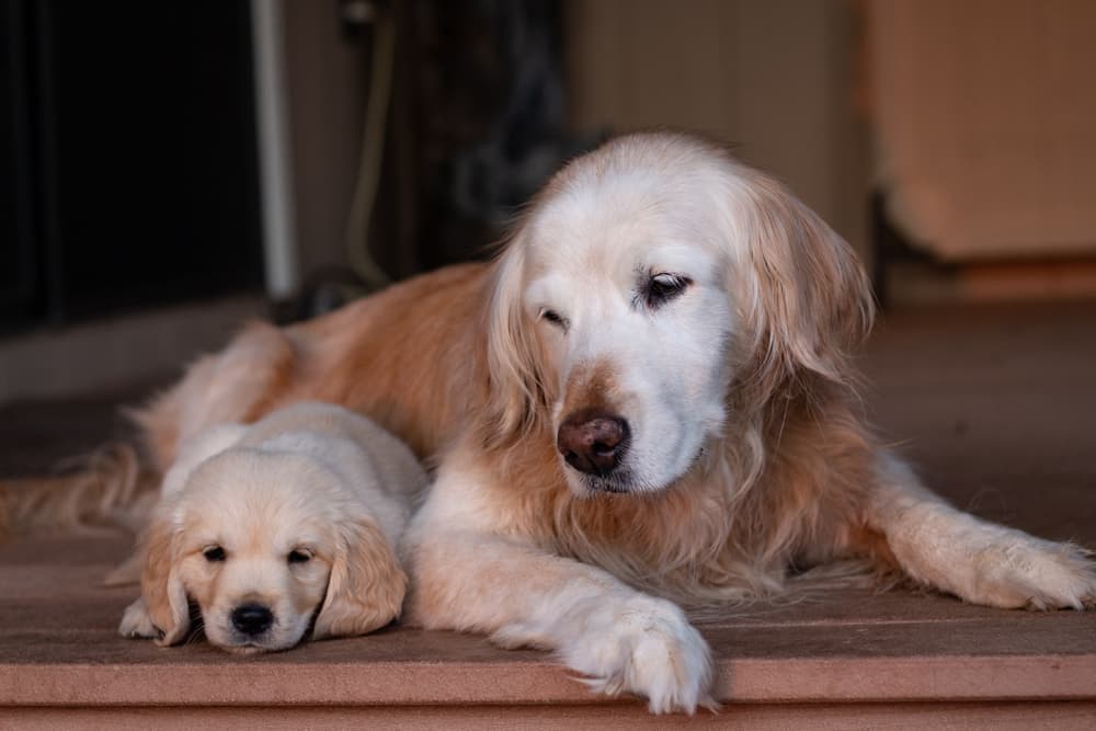 Two dogs sleeping together outdoors