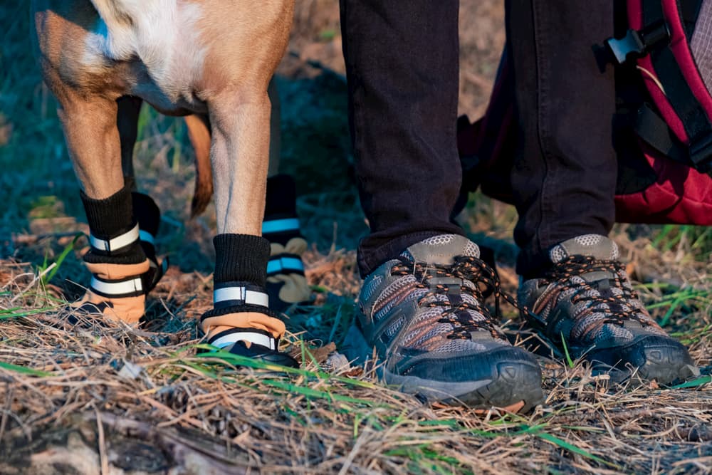 Dog wearing boots hiking