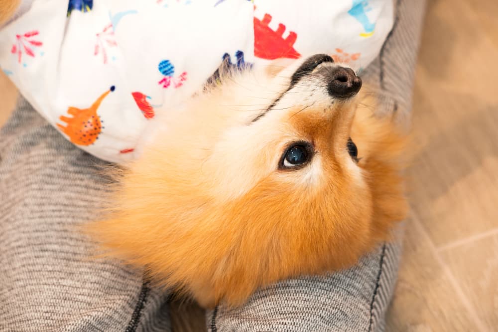 Cute dog wearing pajamas