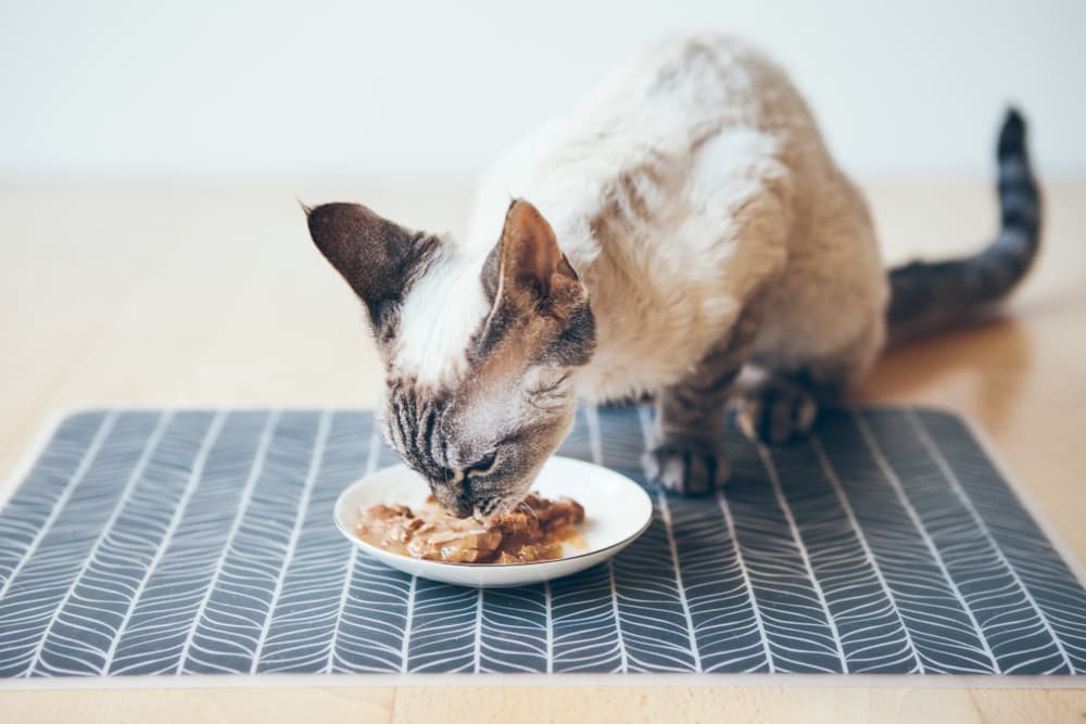 15 Best Wet Cat Foods of 2024 Approved By Vets