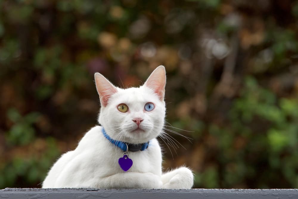 Cat with ID best pet ID tags on collar