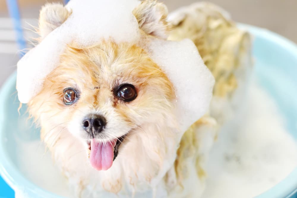 Best Smelling Dog Shampoo: 8 Scents We Adore