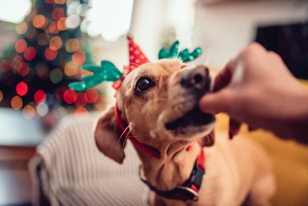 Woman giving dog holiday treat