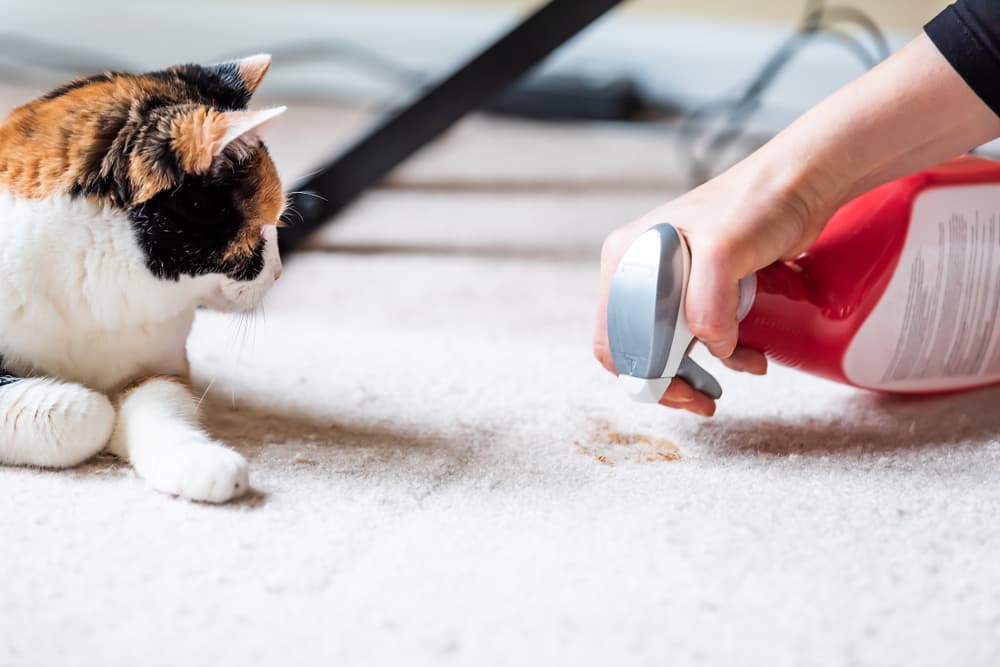 cat watching woman clean cat urine from carpet