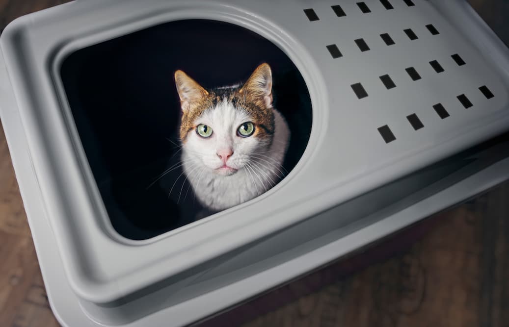 6 Best Top Entry Litter Boxes: Reviews and Picks for 2024