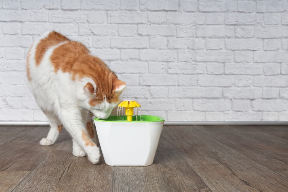 Cat at pet water fountain