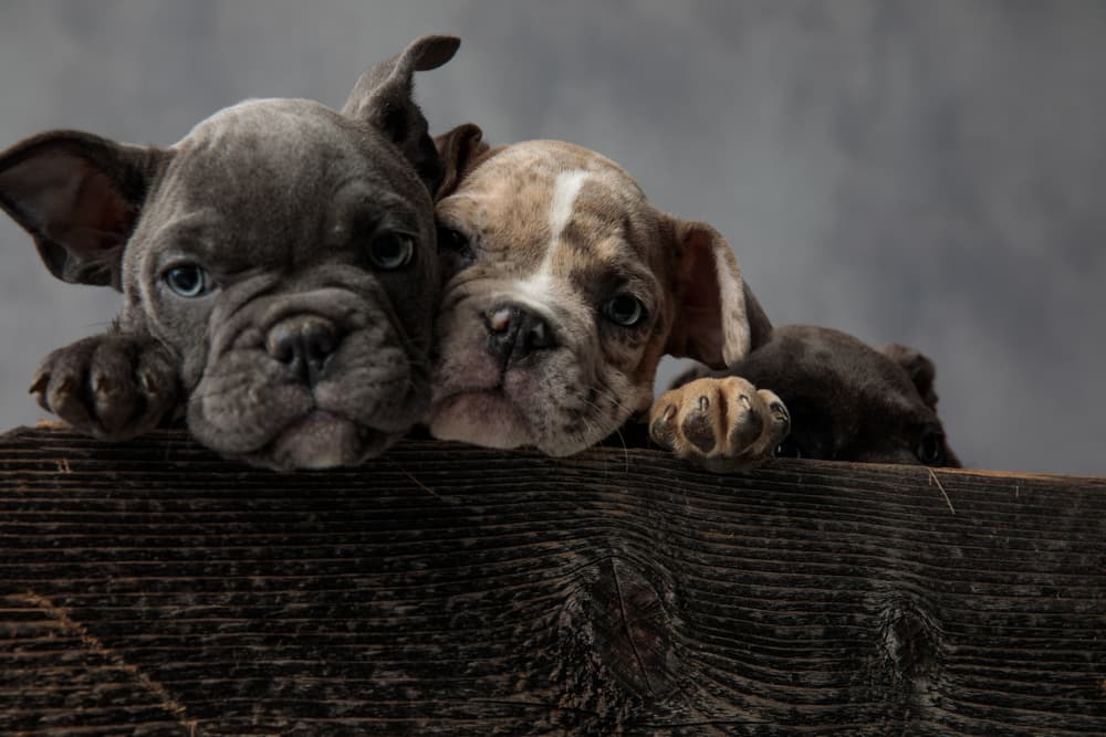 Cute puppies in a wooden box