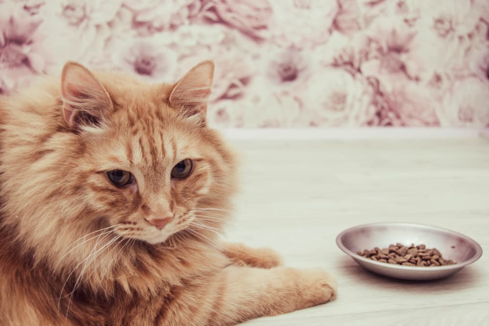 Cat looking to camera in kitchen