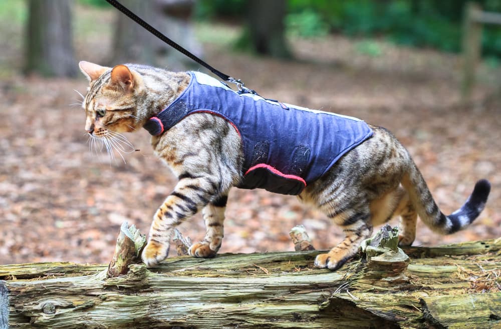 Cat in harness in the woods