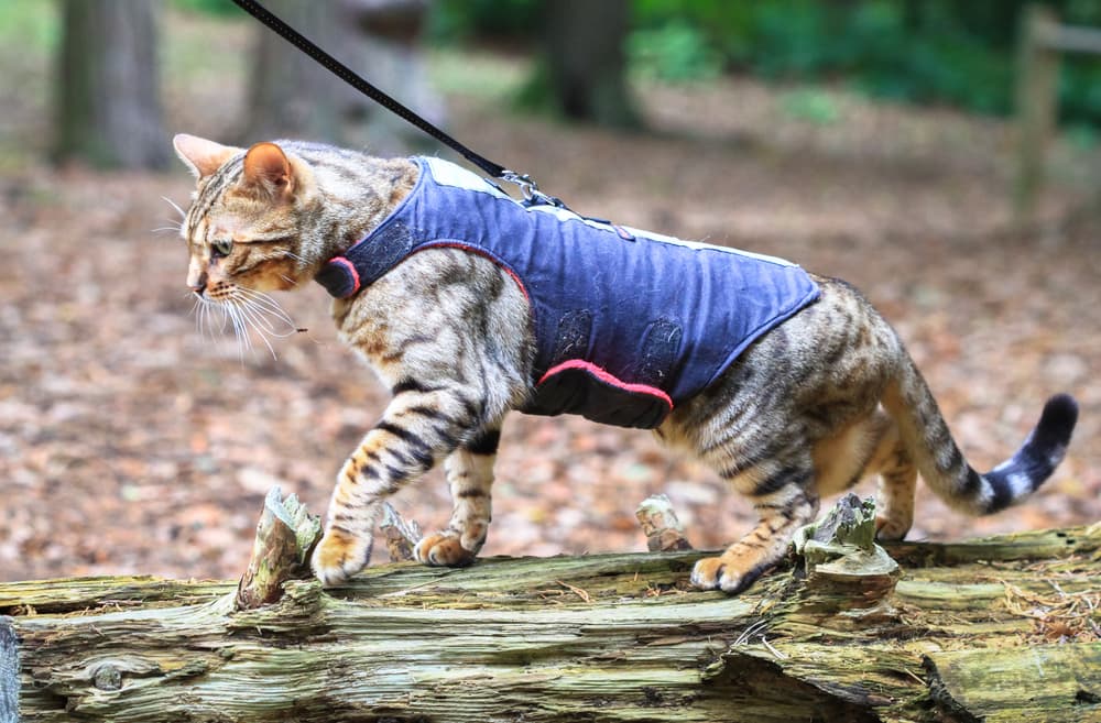 Great choice deals cat harness