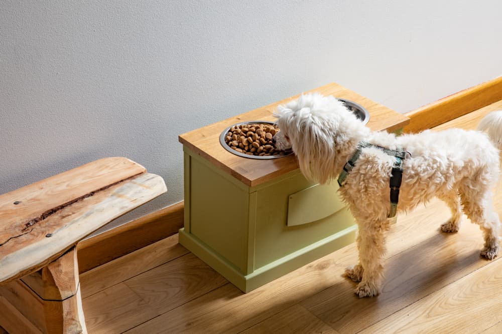 Single Elevated Dog Bowl Stand Set. S - XL Modern Raised Dog Food and Best Water  Bowl Stands, w/ Stainless Steel Bowls. Small, Large