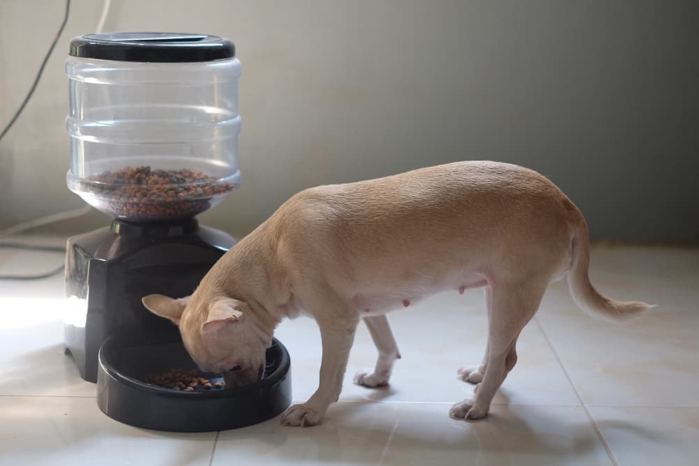 Dog is eating food with automatic feeder