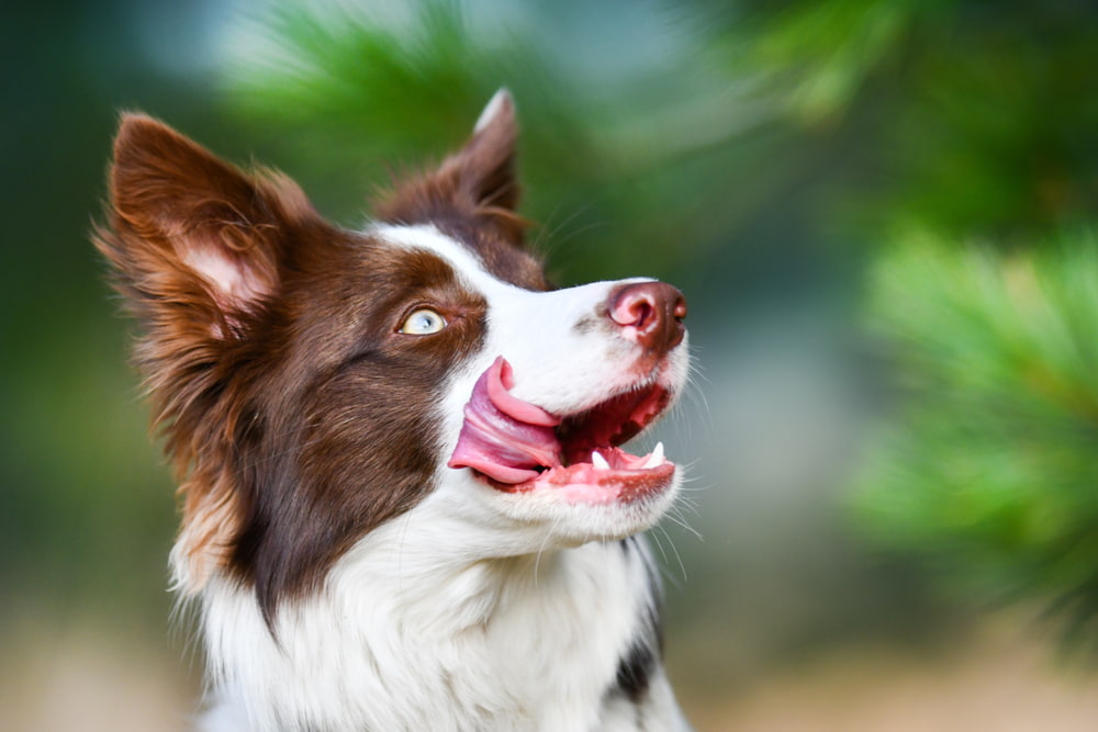 Dog with tongue out looking at owner